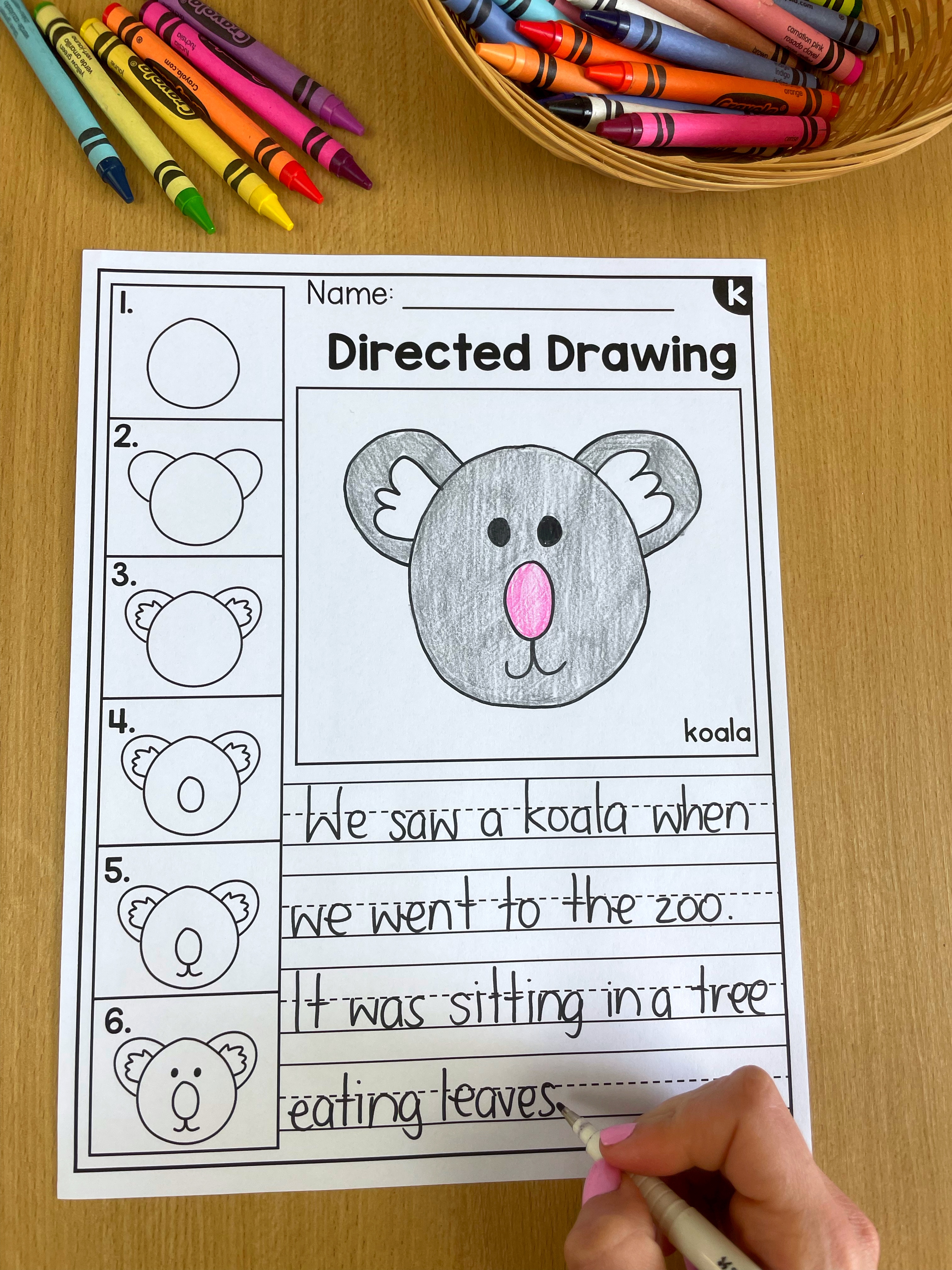 directed drawing of a koala