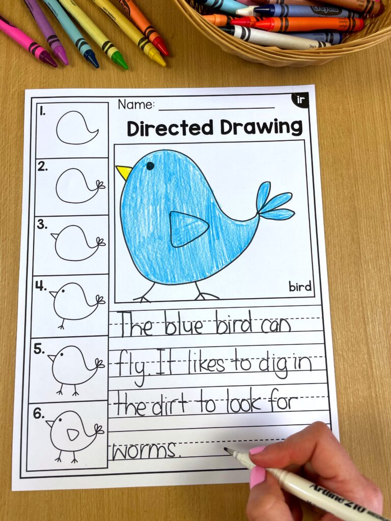 directed drawing of a bird