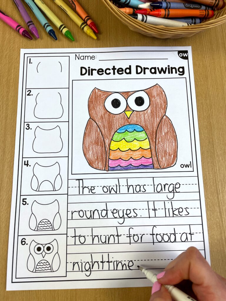 directed drawing of an owl